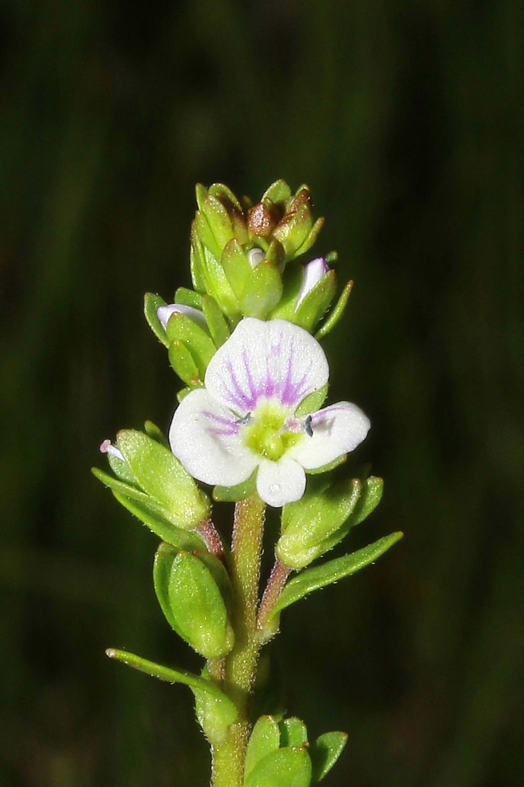 Veronica da determinare